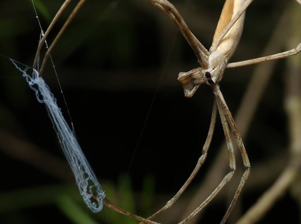 Ogre-faced Net-casting Spider (genus Deinopis) © Stefan Jones