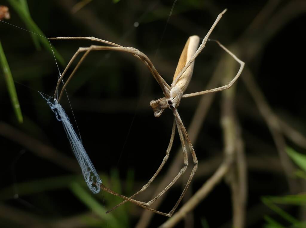 Ogre-faced Net-casting Spider (genus Deinopis) © Stefan Jones