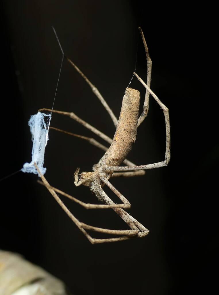 Ogre-faced Net-casting Spider (genus Deinopis) © Stefan Jones
