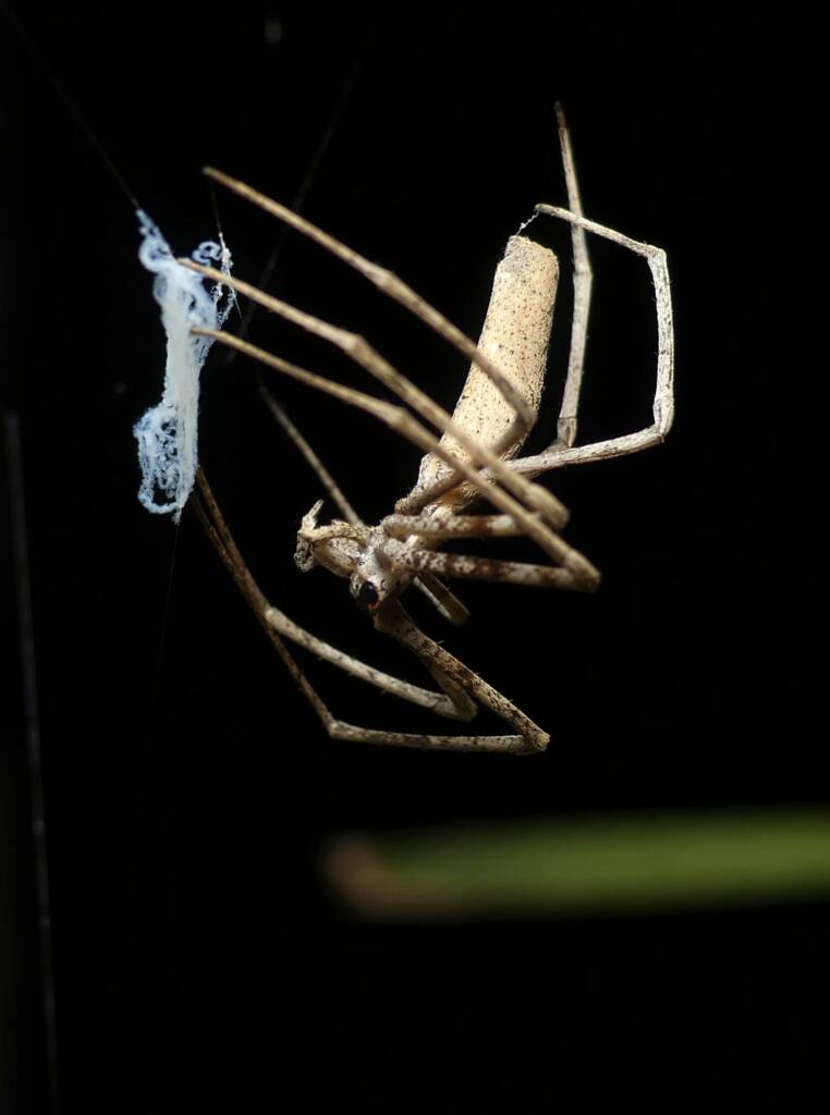 Ogre-faced Net-casting Spider (genus Deinopis) © Stefan Jones