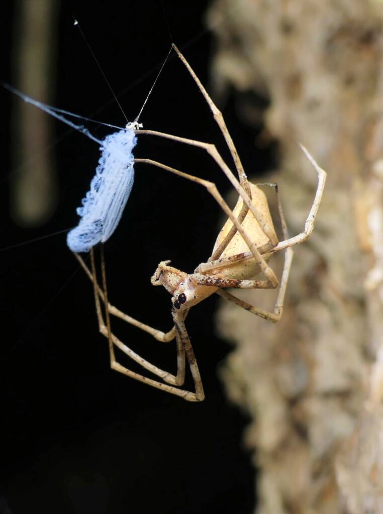Ogre-faced Net-casting Spider (genus Deinopis) © Stefan Jones