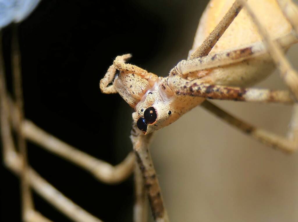 Ogre-faced Net-casting Spider (genus Deinopis) © Stefan Jones