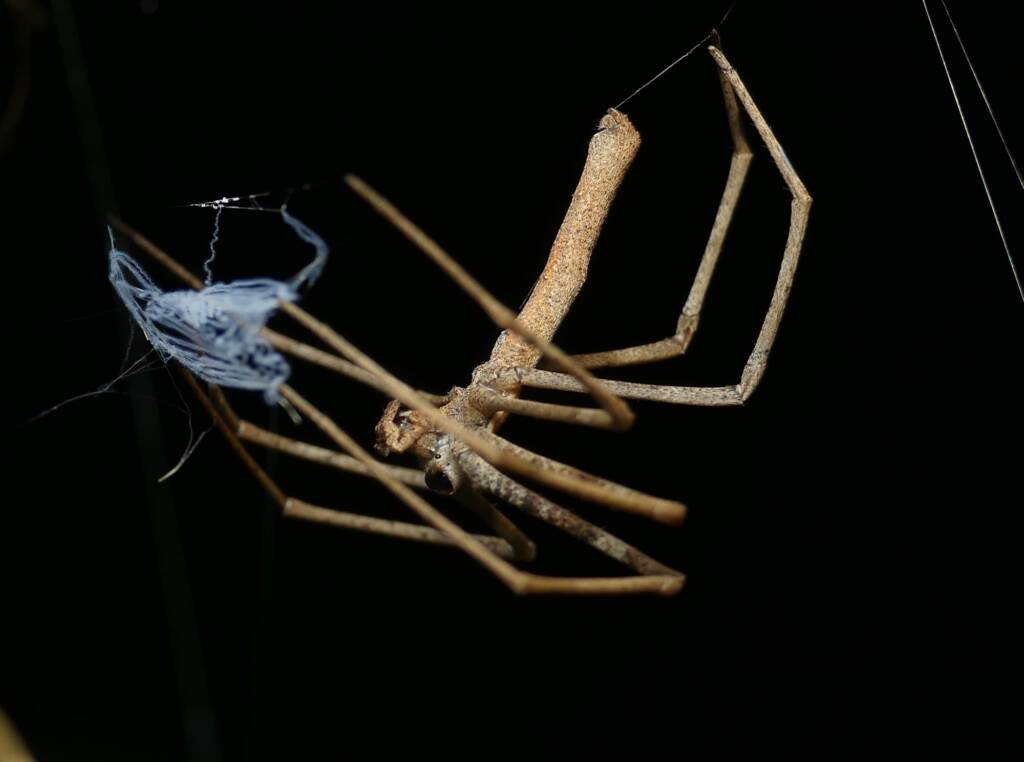 Ogre-faced Net-casting Spider (genus Deinopis) © Stefan Jones