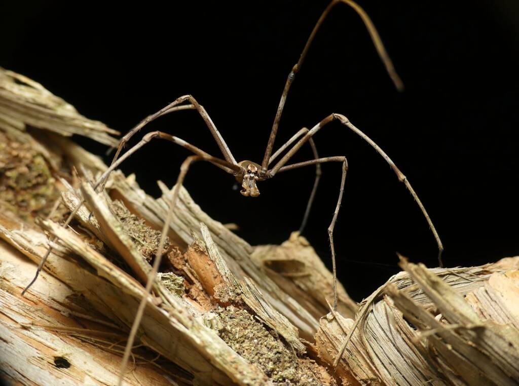 Ogre-faced Net-casting Spider (genus Deinopis) © Stefan Jones