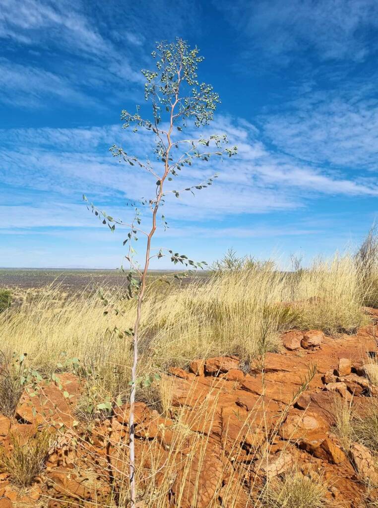 Desert Poplar (Codonocarpus cotinifolius), Newhaven Wildlife Sanctuary NT © Dorothy Latimer