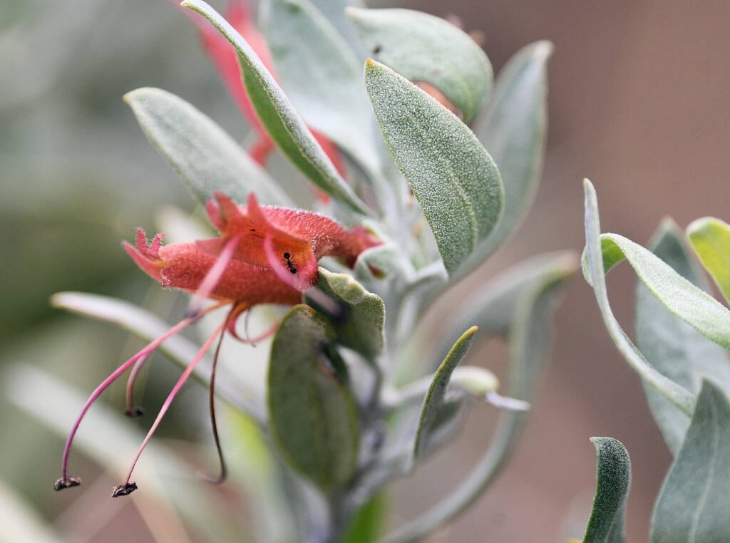 Eremophila glabra, Newhaven Wildlife Sanctuary NT © Dorothy Latimer