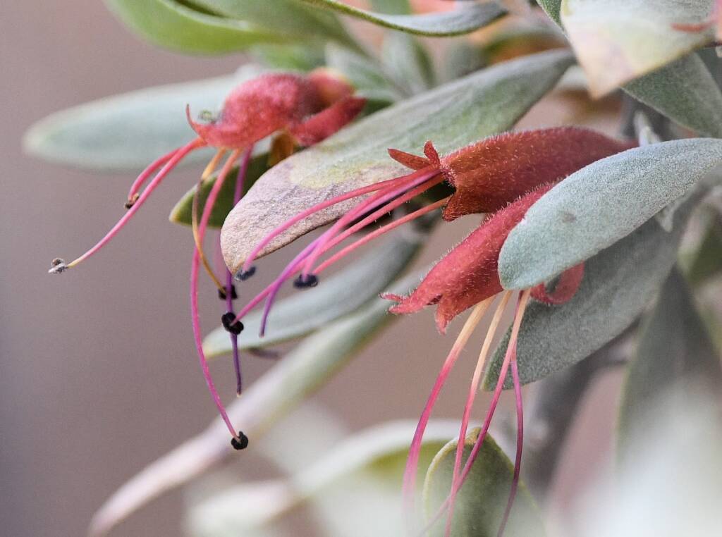 Eremophila glabra, Newhaven Wildlife Sanctuary NT © Dorothy Latimer