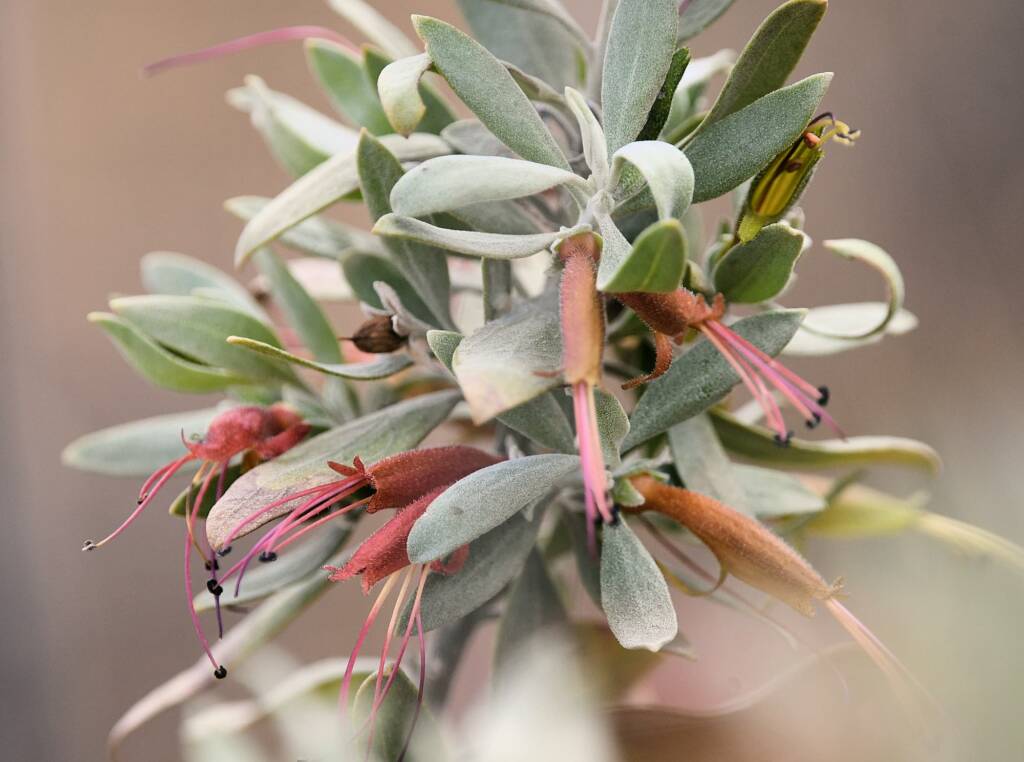 Eremophila glabra, Newhaven Wildlife Sanctuary NT © Dorothy Latimer