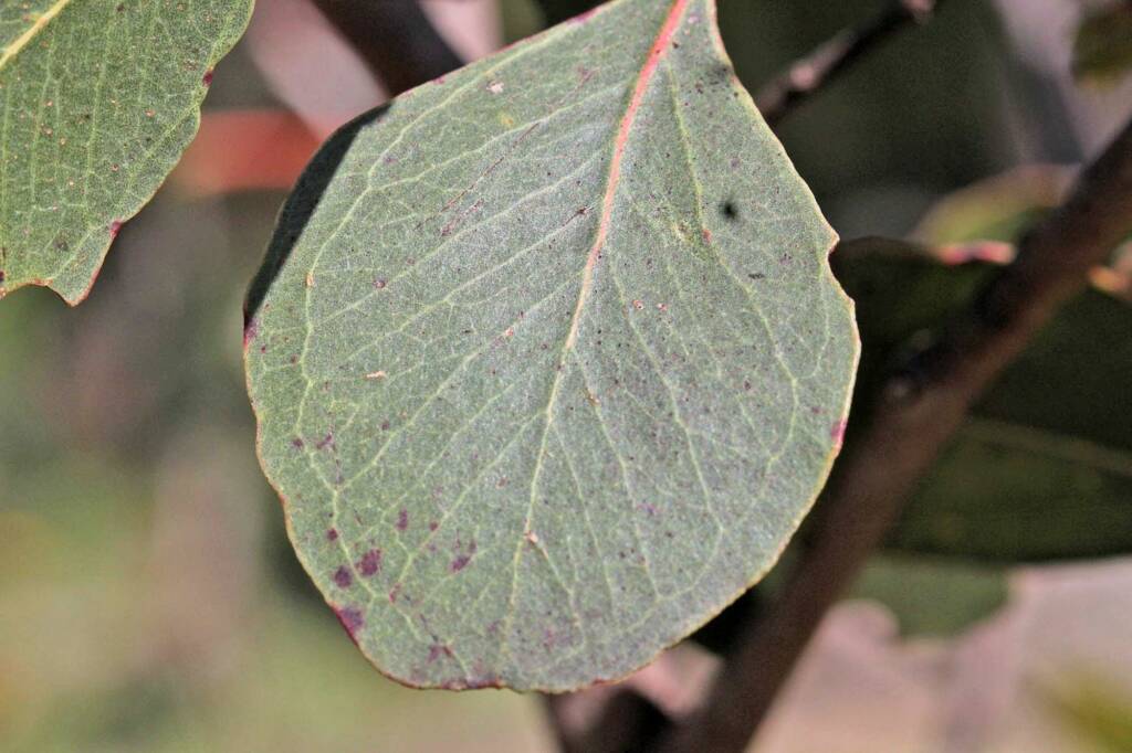 Eucalyptus infera, QLD © Marc Newman