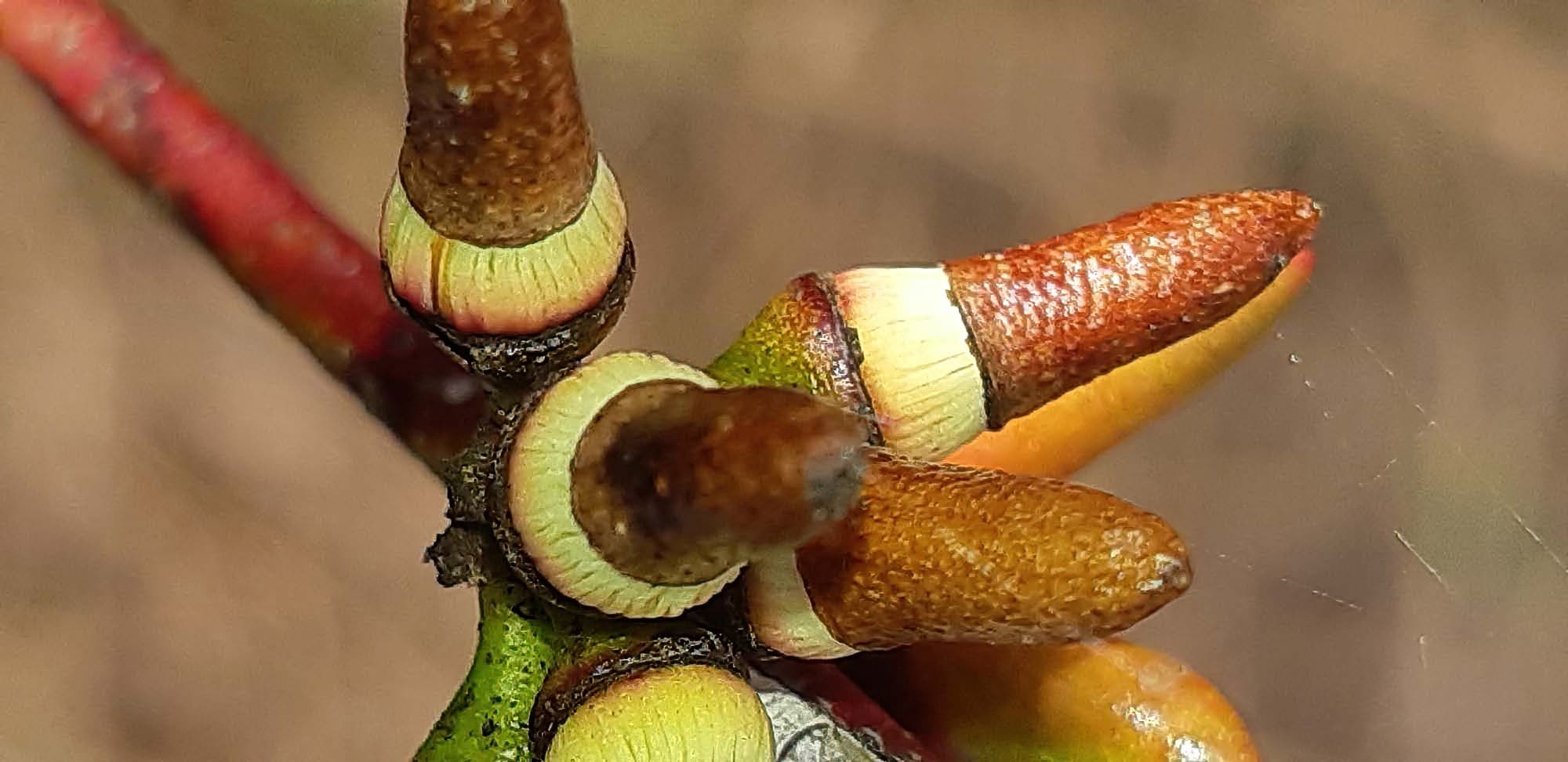 Eucalyptus infera, QLD © Marc Newman