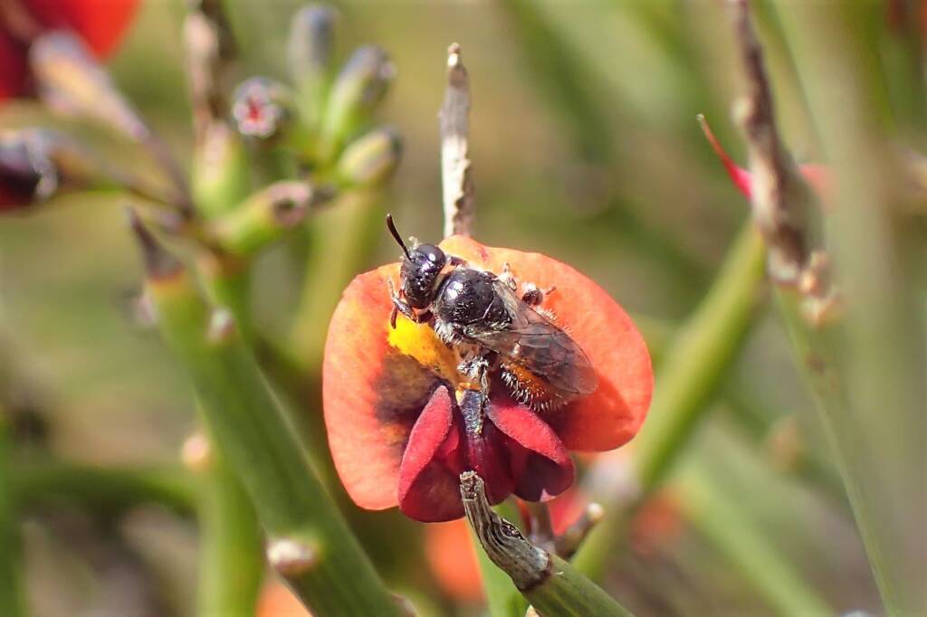 Euryglossinae Dasyhesma, Geraldton, Midwest WA © Gary Taylor