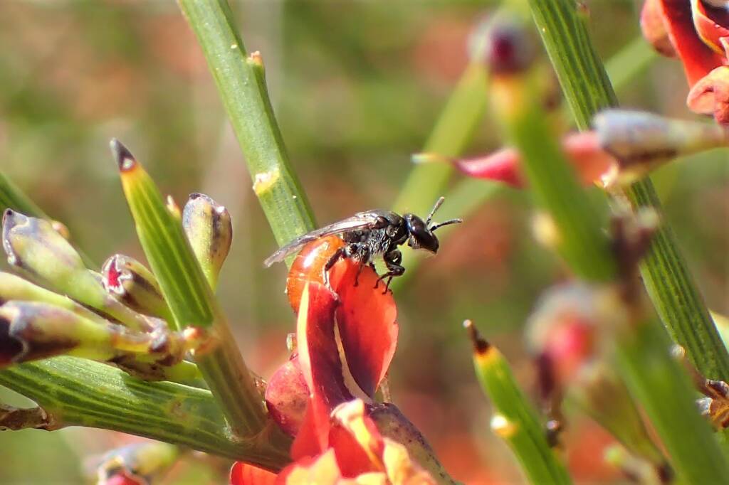 Euryglossinae Dasyhesma, Geraldton, Midwest WA © Gary Taylor