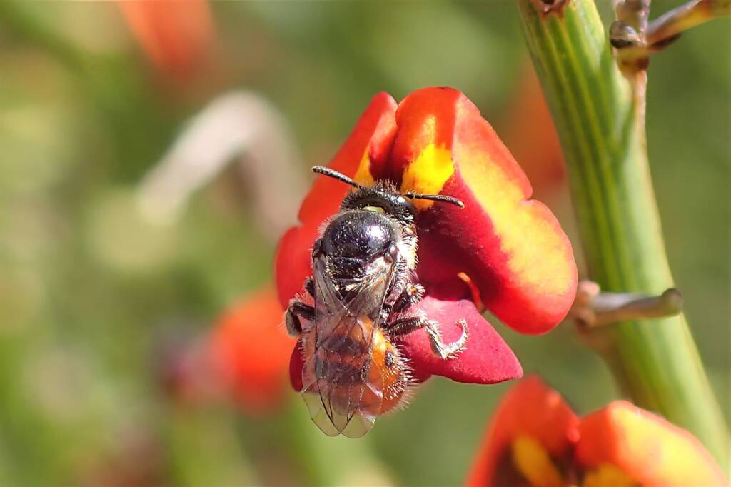 Bubbling Euryglossinae Dasyhesma, Geraldton, Midwest WA © Gary Taylor