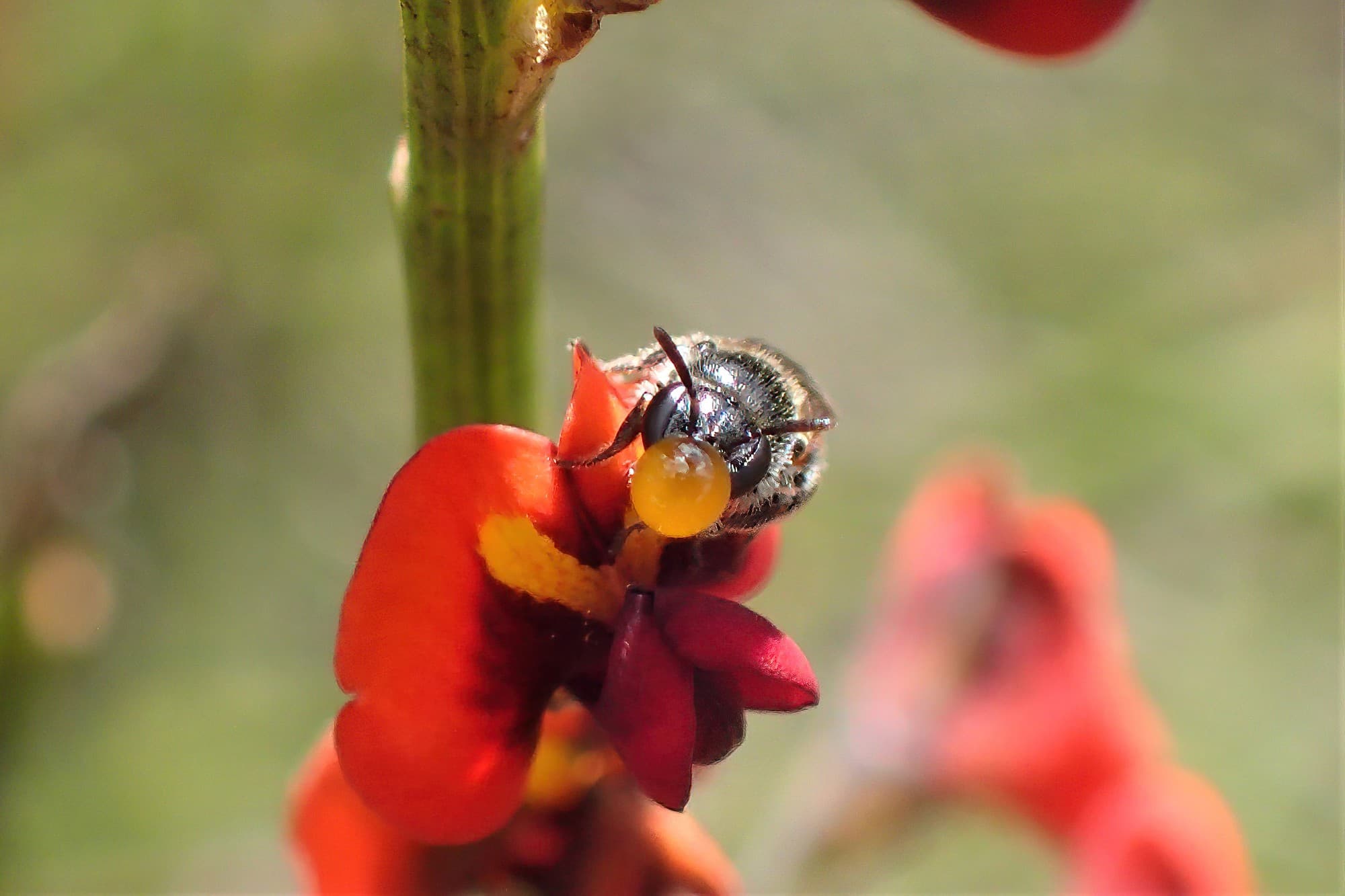 Bubbling Euryglossinae Dasyhesma…