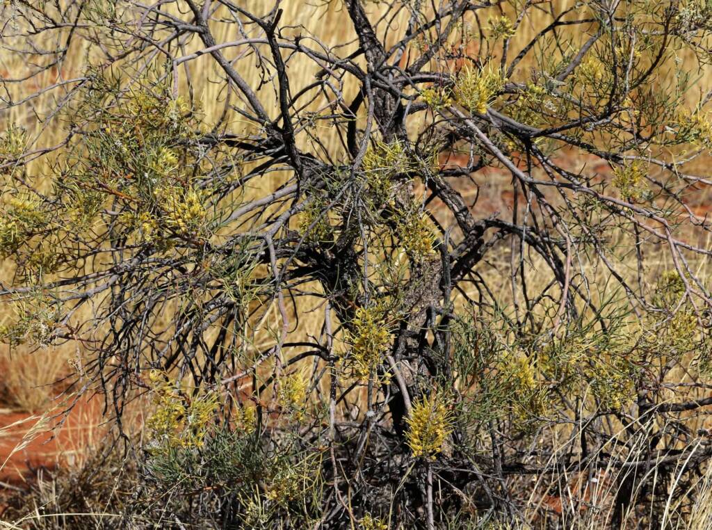 Fork-leaved Corkwood (Hakea divaricata), Newhaven Wildlife Sanctuary NT © Dorothy Latimer