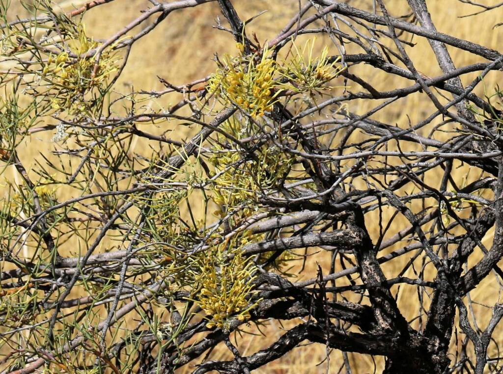 Fork-leaved Corkwood (Hakea divaricata), Newhaven Wildlife Sanctuary NT © Dorothy Latimer