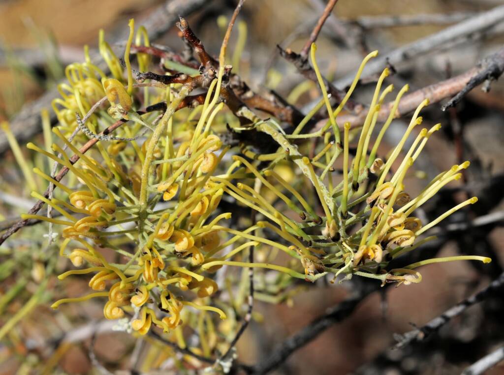 Fork-leaved Corkwood (Hakea divaricata), Newhaven Wildlife Sanctuary NT © Dorothy Latimer