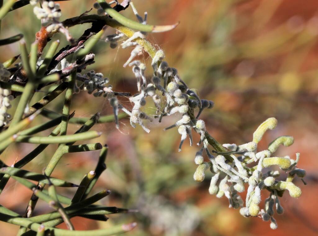 Fork-leaved Corkwood (Hakea divaricata), Newhaven Wildlife Sanctuary NT © Dorothy Latimer
