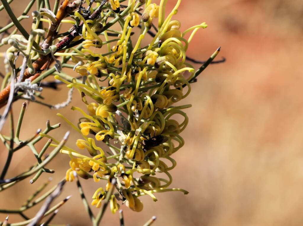Fork-leaved Corkwood (Hakea divaricata), Newhaven Wildlife Sanctuary NT © Dorothy Latimer