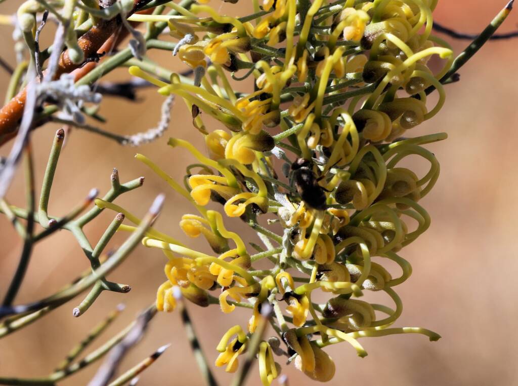 Fork-leaved Corkwood (Hakea divaricata), Newhaven Wildlife Sanctuary NT © Dorothy Latimer