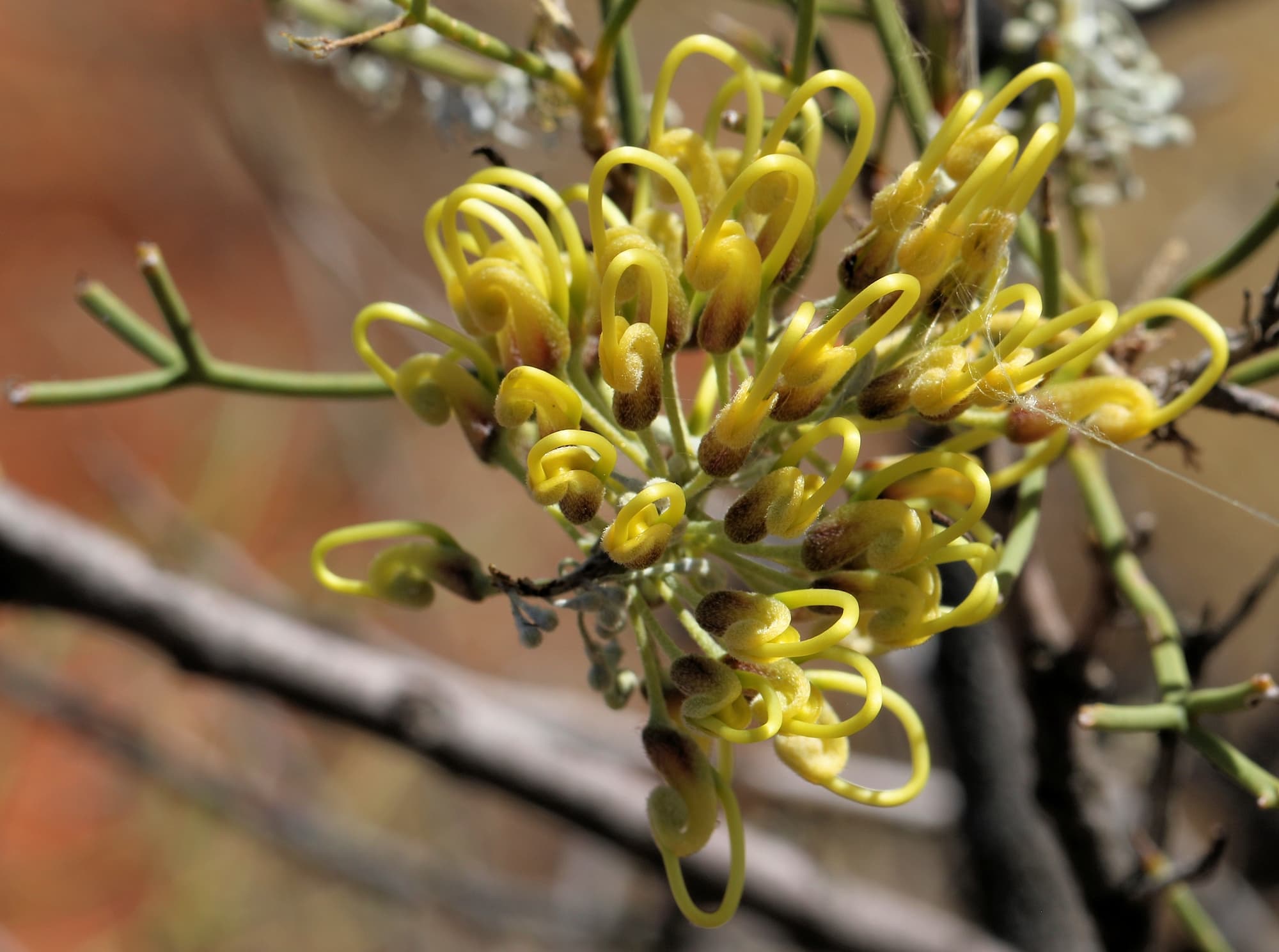 Fork-leaved Corkwood (Hakea divaricata), Newhaven Wildlife Sanctuary NT © Dorothy Latimer