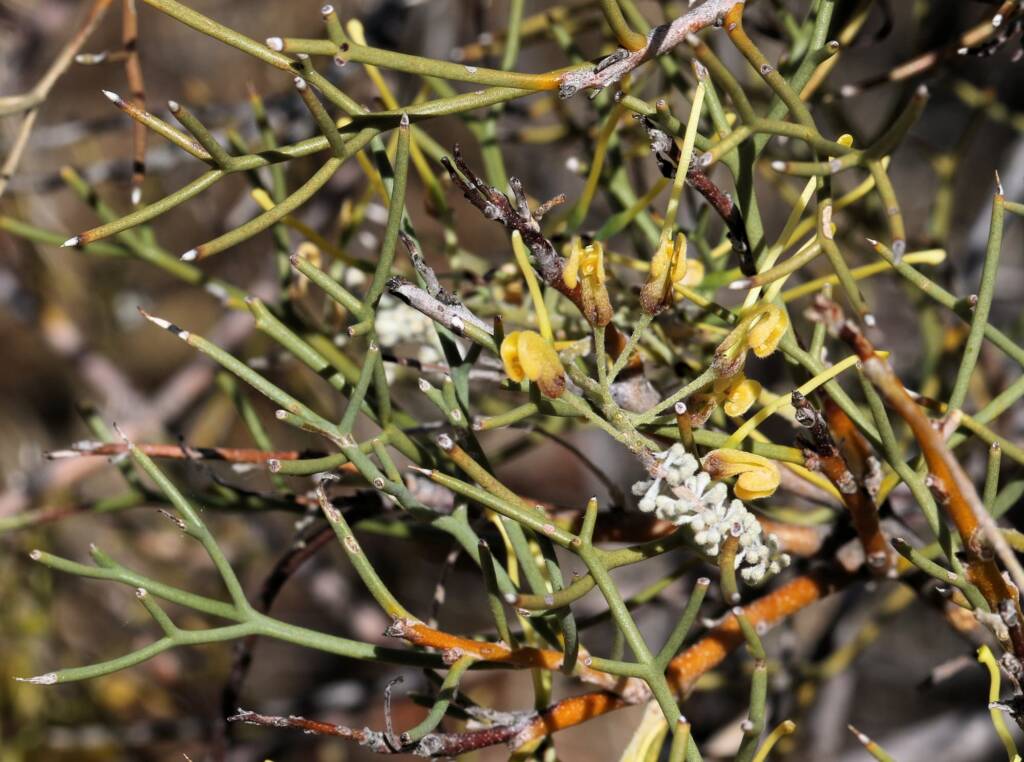Fork-leaved Corkwood (Hakea divaricata), Newhaven Wildlife Sanctuary NT © Dorothy Latimer