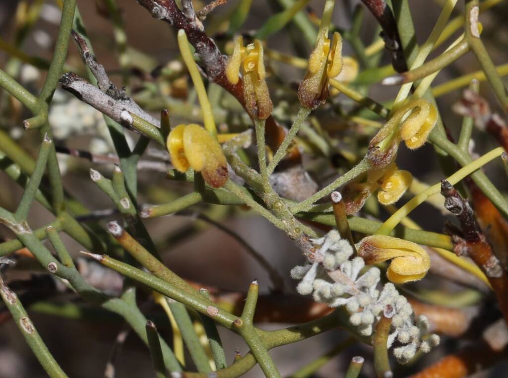 Fork-leaved Corkwood (Hakea divaricata), Newhaven Wildlife Sanctuary NT © Dorothy Latimer