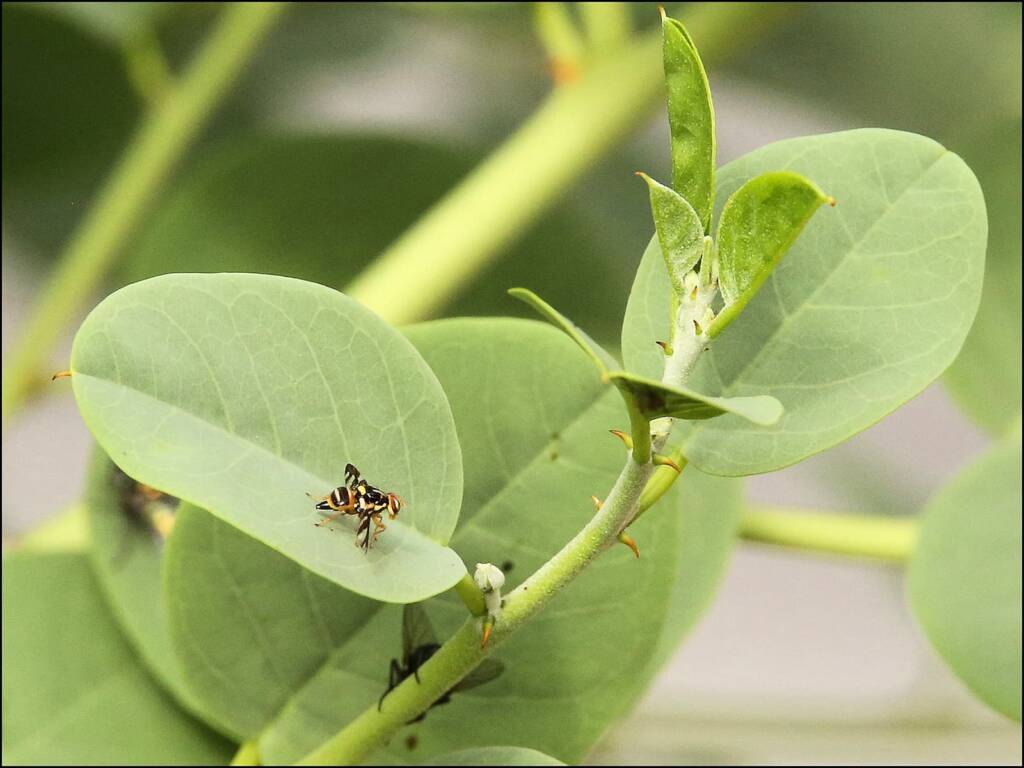 Fruit fly (family Tephritidae) on Caper Bush (Capparis spinosa var. nummularia), Alice Springs, NT