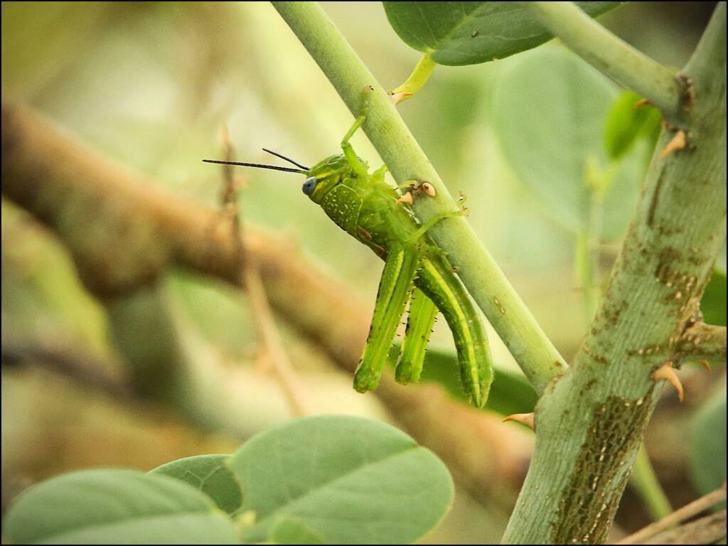 Giant Grasshopper nymph (Valanga irregularis) on Caper Bush (Capparis spinosa var. nummularia), Alice Springs, NT
