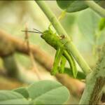 Giant Grasshopper nymph (Valanga irregularis) on Caper Bush (Capparis spinosa var. nummularia), Alice Springs, NT