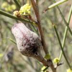 Needlewood (Hakea leucoptera), Olive Pink Botanic Garden Alice Springs NT