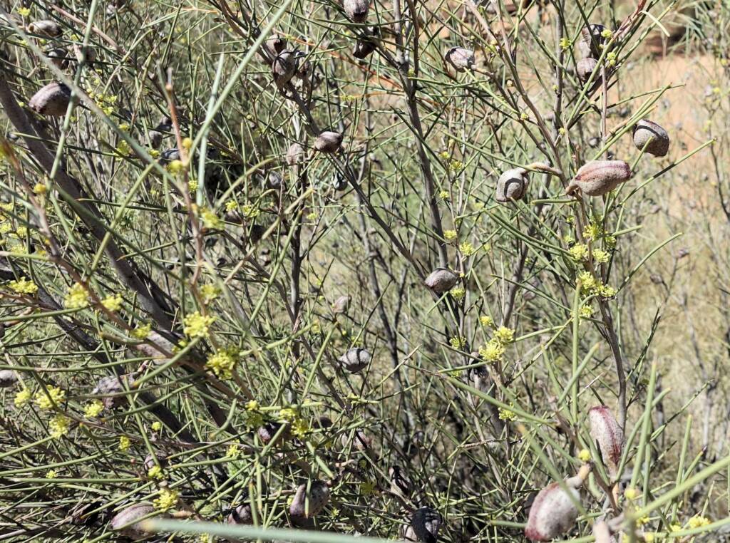 Needlewood (Hakea leucoptera), Olive Pink Botanic Garden Alice Springs NT