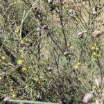 Needlewood (Hakea leucoptera), Olive Pink Botanic Garden Alice Springs NT
