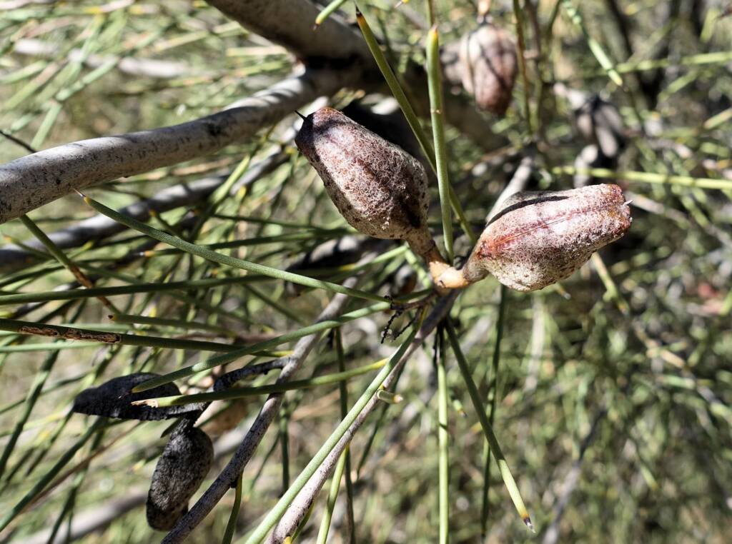 Needlewood (Hakea leucoptera), Olive Pink Botanic Garden Alice Springs NT