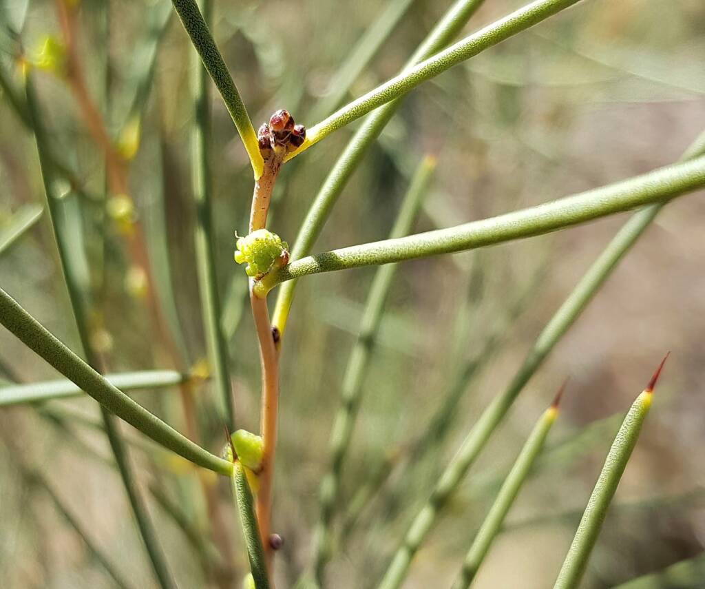 Needlewood (Hakea leucoptera), Olive Pink Botanic Garden Alice Springs NT