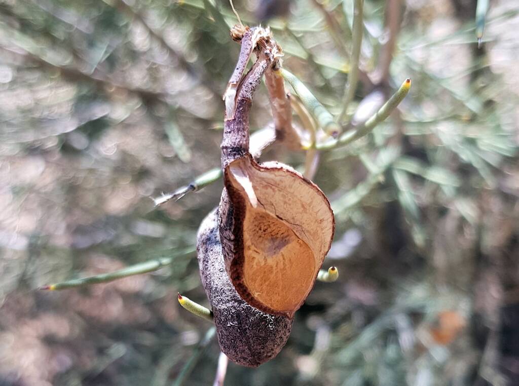 Needlewood (Hakea leucoptera), Olive Pink Botanic Garden Alice Springs NT