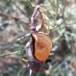 Needlewood (Hakea leucoptera), Olive Pink Botanic Garden Alice Springs NT
