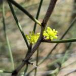 Needlewood (Hakea leucoptera), Olive Pink Botanic Garden Alice Springs NT