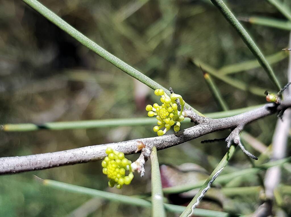 Needlewood (Hakea leucoptera), Olive Pink Botanic Garden Alice Springs NT