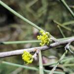 Needlewood (Hakea leucoptera), Olive Pink Botanic Garden Alice Springs NT