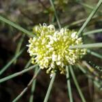 Needlewood (Hakea leucoptera), Olive Pink Botanic Garden Alice Springs NT