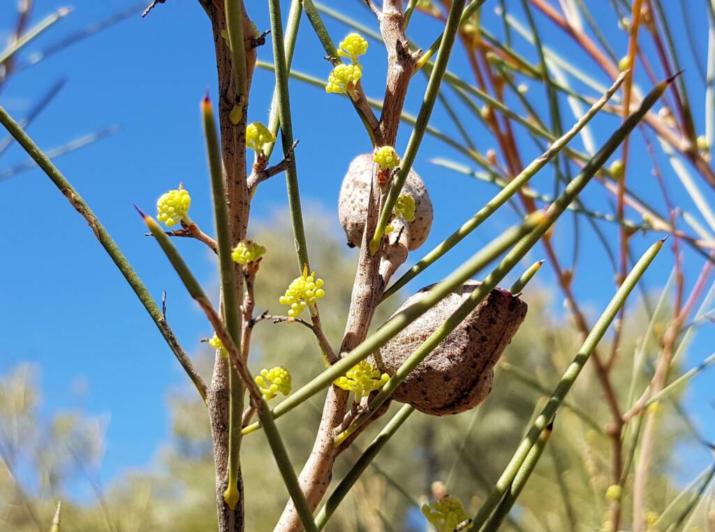 Needlewood (Hakea leucoptera), Olive Pink Botanic Garden Alice Springs NT