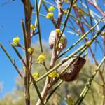 Needlewood (Hakea leucoptera), Olive Pink Botanic Garden Alice Springs NT