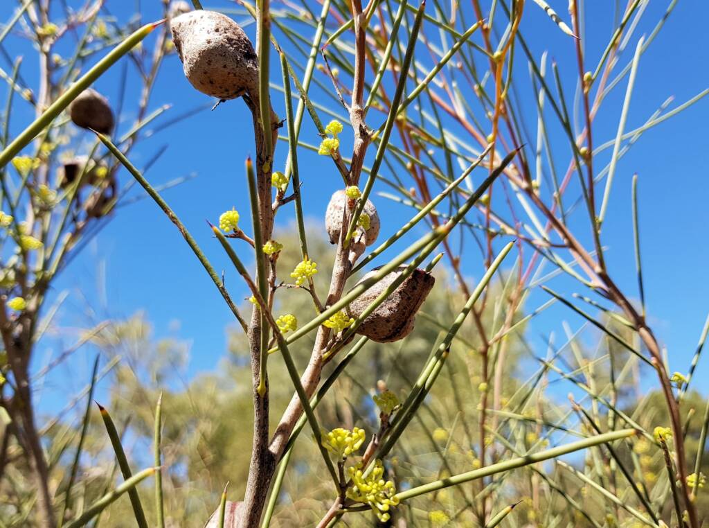 Needlewood (Hakea leucoptera), Olive Pink Botanic Garden Alice Springs NT