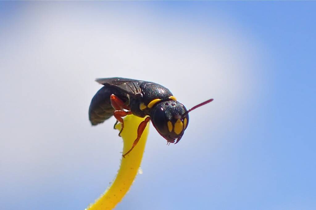 Female Hylaeus (Hylaeteron) douglasi © Gary Taylor