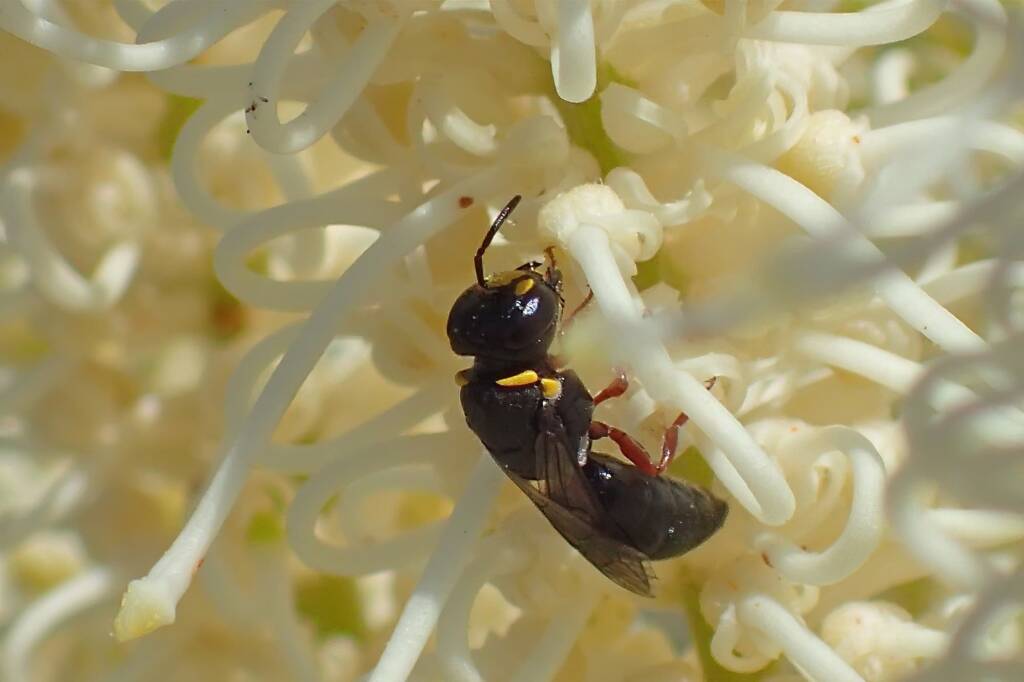 Female Hylaeus (Hylaeteron) douglasi © Gary Taylor