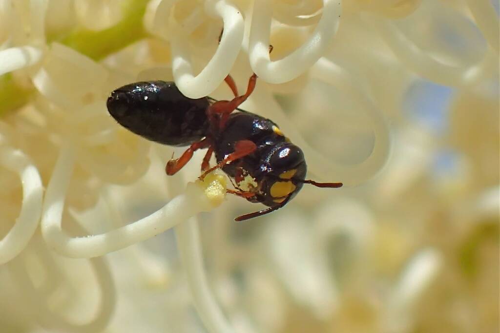 Female Hylaeus (Hylaeteron) douglasi © Gary Taylor