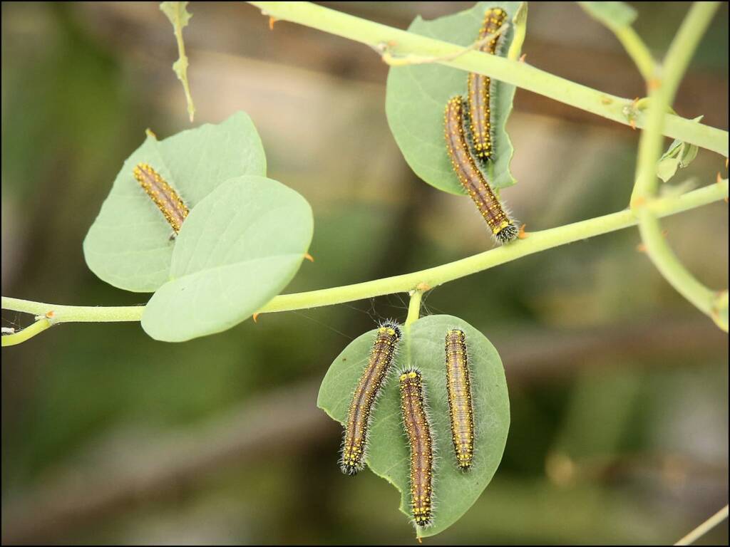 Caterpillars (instar stage) of the Caper White Butterfly (Belenois java teutonia) on Caper Bush (Capparis spinosa var. nummularia), Alice Springs, NT