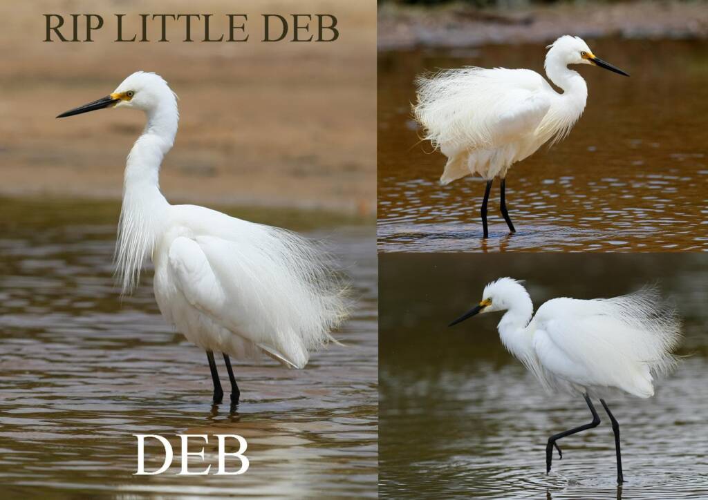 RIP Little Deb (2009-2022) RIP © David Rennie
