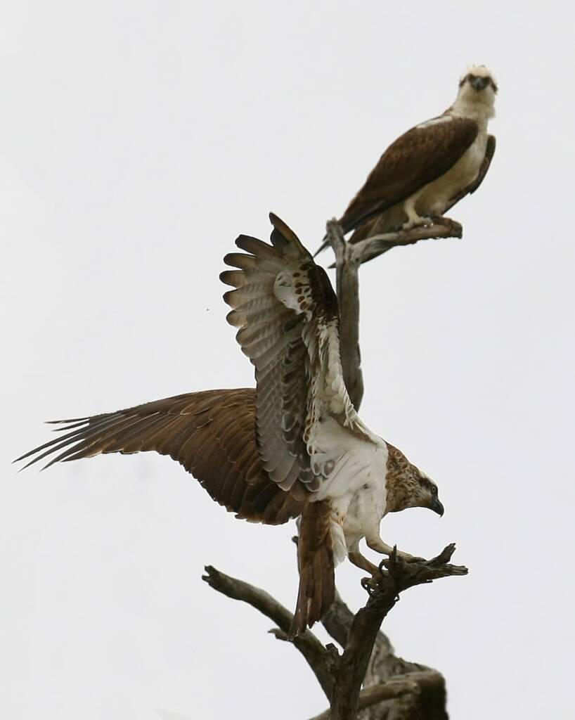 Mr & Mrs Smith (Little Dave's Story) © David Rennie